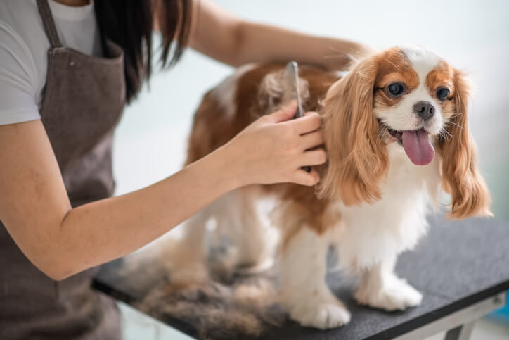 veterinarian grooming service