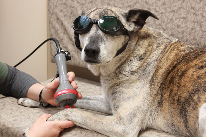 laser treatment for pets